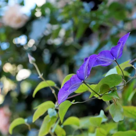 Fluisterbos Met Gratis Parking *