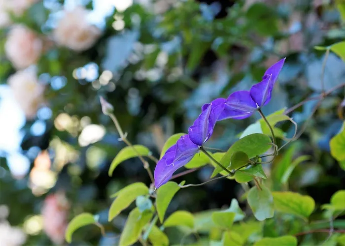 Fluisterbos Met Gratis Parking *